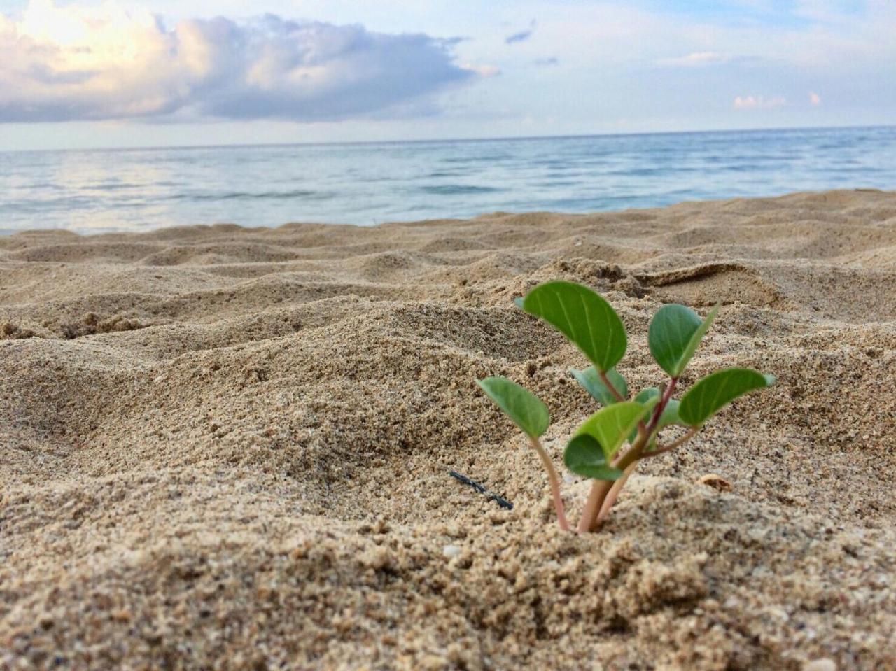 White Sand Beach Resort Koh Chang Luaran gambar